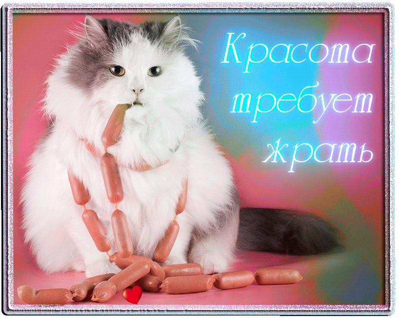 Котик очень хочет жрать - скачать бесплатно на otkrytkivsem.ru