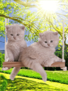 Котята на качелях - скачать бесплатно на otkrytkivsem.ru