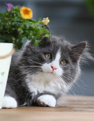 Красивая кошка - скачать бесплатно на otkrytkivsem.ru