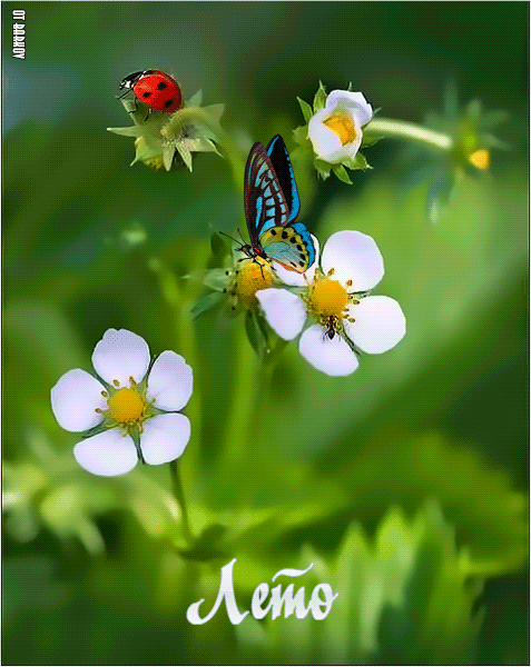 Красивая летняя картинка с бабочкой - скачать бесплатно на otkrytkivsem.ru
