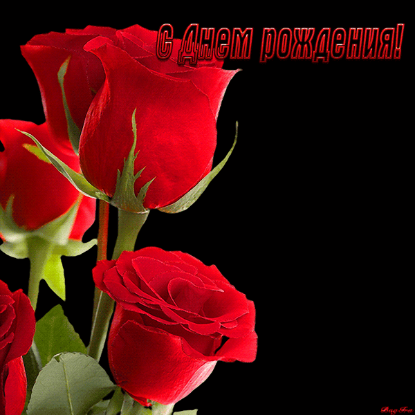 Красивый букет роз в день Рождения! - скачать бесплатно на otkrytkivsem.ru