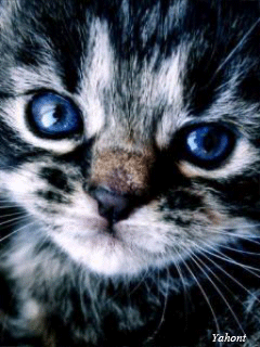 Красивый котенок - скачать бесплатно на otkrytkivsem.ru
