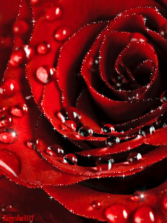 Красная роза с капельками росы анимация - скачать бесплатно на otkrytkivsem.ru
