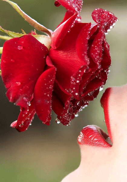 Красная роза с каплями дождя - скачать бесплатно на otkrytkivsem.ru