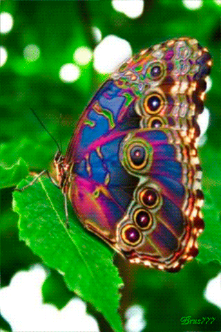 Красочная бабочка - скачать бесплатно на otkrytkivsem.ru