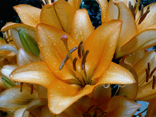 Лилия цветок - скачать бесплатно на otkrytkivsem.ru