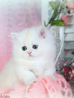 Милый котёнок - скачать бесплатно на otkrytkivsem.ru