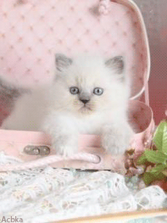 Милый малыш-котик - скачать бесплатно на otkrytkivsem.ru
