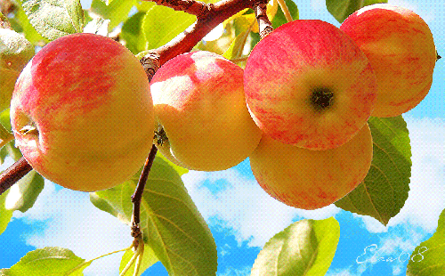 Наливные яблочки - скачать бесплатно на otkrytkivsem.ru