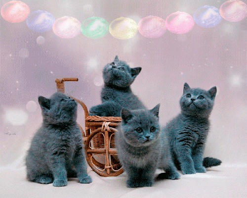 Очаровательные котята - скачать бесплатно на otkrytkivsem.ru