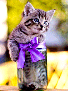 Прикольный котенок в подарок - скачать бесплатно на otkrytkivsem.ru