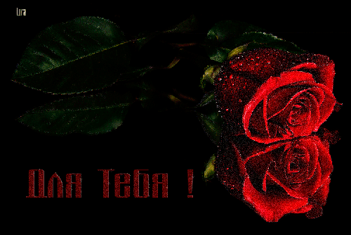 Роза для тебя. - скачать бесплатно на otkrytkivsem.ru