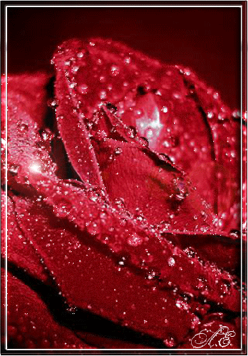 Роза с каплями дождя - скачать бесплатно на otkrytkivsem.ru