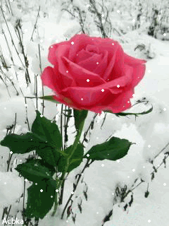 Роза в зимнем саду - скачать бесплатно на otkrytkivsem.ru