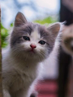 Серенький котенок - скачать бесплатно на otkrytkivsem.ru