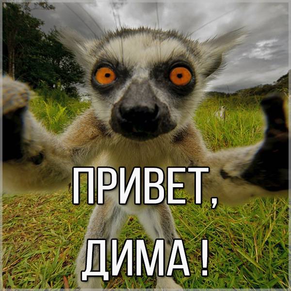 Смешная картинка привет Дима - скачать бесплатно на otkrytkivsem.ru
