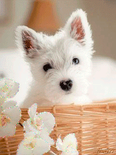 Смотреть анимации собаки - скачать бесплатно на otkrytkivsem.ru