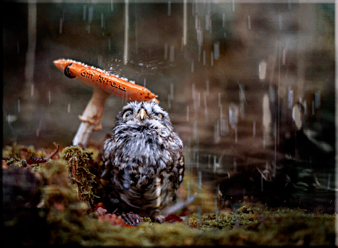 Совёнок под грибным дождём - скачать бесплатно на otkrytkivsem.ru