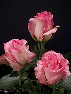 Три розовые розы - скачать бесплатно на otkrytkivsem.ru