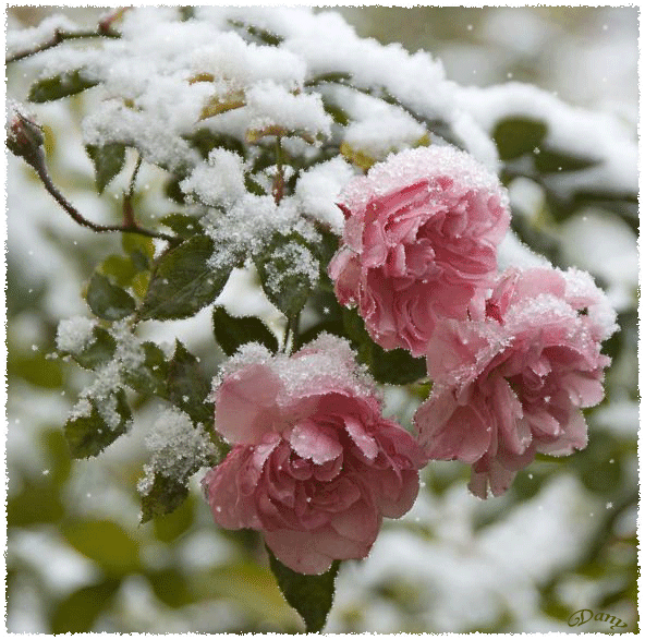 Цветы под снегом - скачать бесплатно на otkrytkivsem.ru