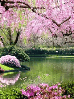 Весна цветение деревьев - скачать бесплатно на otkrytkivsem.ru