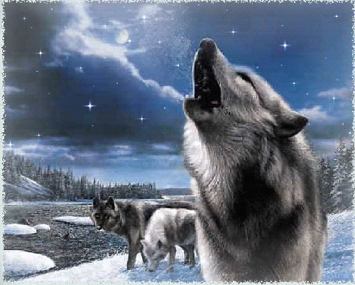 Волчица воет на луну - скачать бесплатно на otkrytkivsem.ru