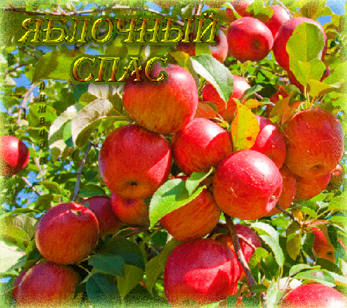 Яблочный Спас вам желает любви! - скачать бесплатно на otkrytkivsem.ru
