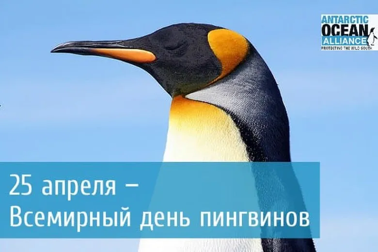 Большая открытка с днем пингвинов - скачать бесплатно на otkrytkivsem.ru
