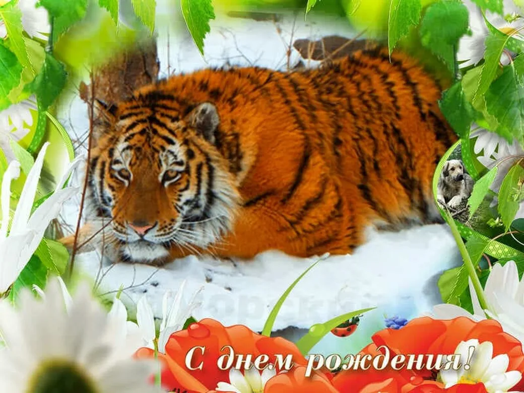 Открытка с днем тигра с поздравлением - скачать бесплатно на otkrytkivsem.ru