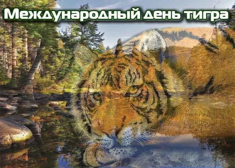 Поздравить с днем тигра открыткой - скачать бесплатно на otkrytkivsem.ru