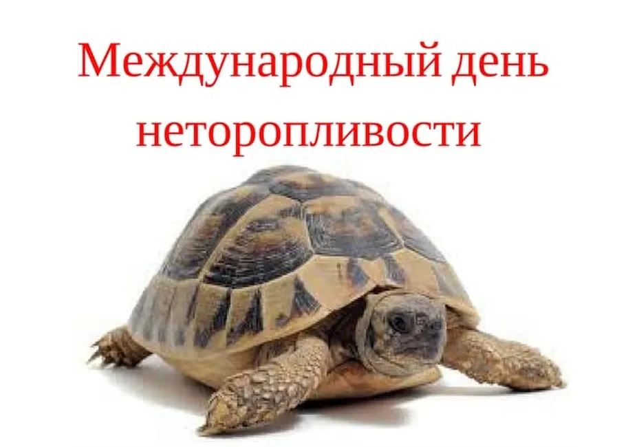 Поздравительная открытка с днем неторопливости - скачать бесплатно на otkrytkivsem.ru
