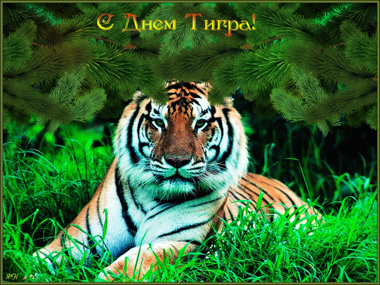 Поздравительная открытка с днем тигра - скачать бесплатно на otkrytkivsem.ru