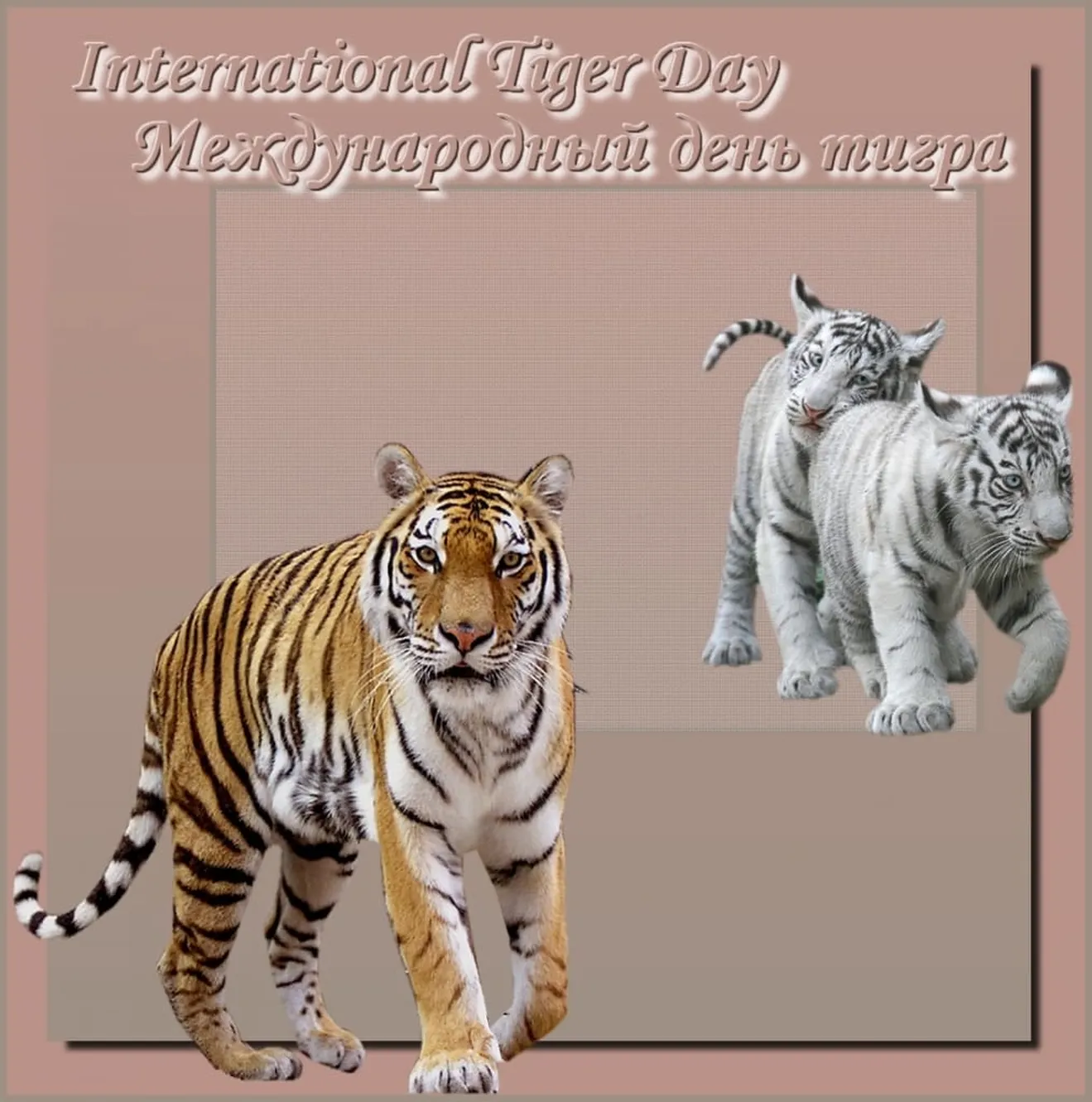 Тематическая картинка с днем тигра - скачать бесплатно на otkrytkivsem.ru