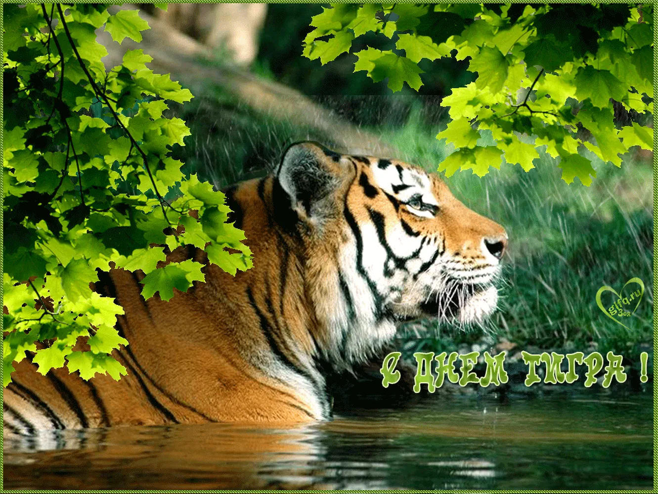 Тематическая открытка с днем тигра - скачать бесплатно на otkrytkivsem.ru