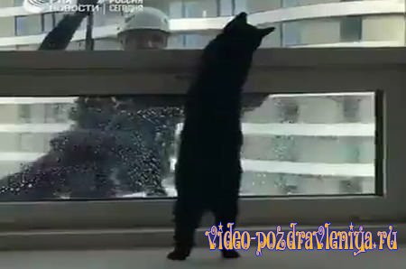 Видео День Черной Кошки - скачать бесплатно на otkrytkivsem.ru