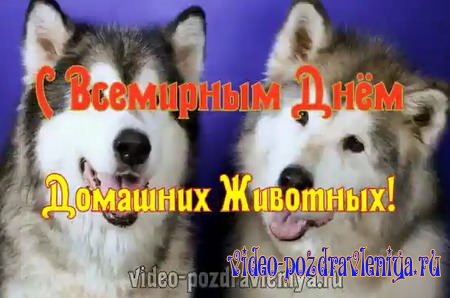 Видео С Всемирным Днем Домашних Животных - скачать бесплатно на otkrytkivsem.ru