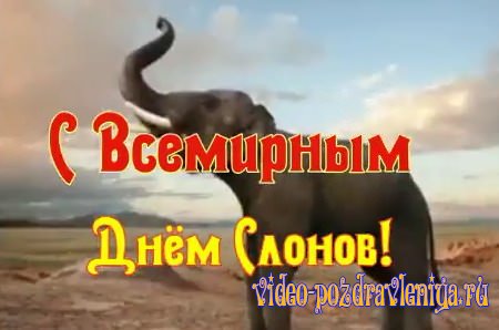 Видео С Всемирным Днем Слонов - скачать бесплатно на otkrytkivsem.ru
